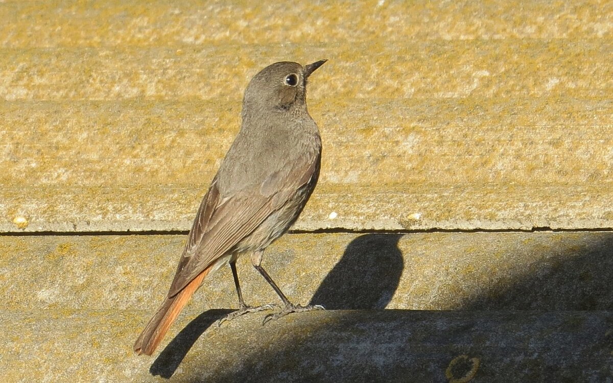 Модель ))) - Natali 