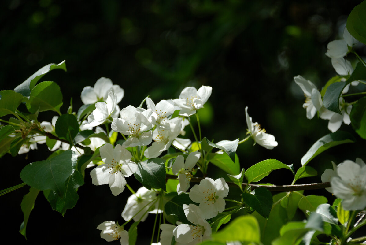 Ранетка. - Алексей Ранетка. - Алексей