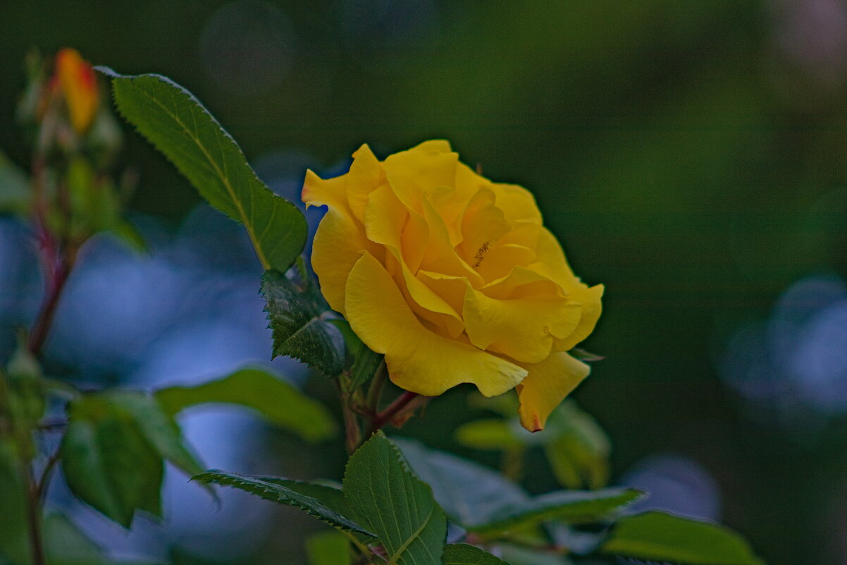 Роза - Giant Tao /