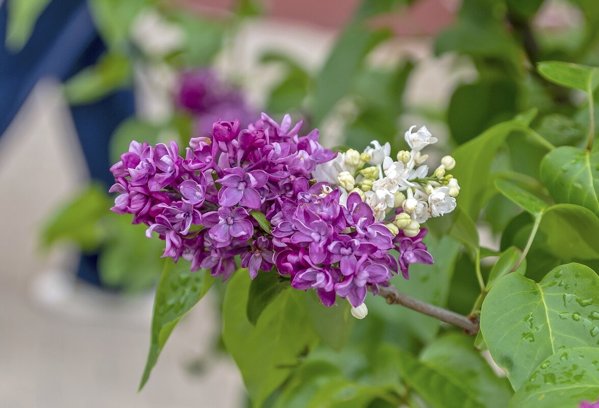 И в кого ты такая уродилась - Валерий Иванович И в кого ты такая уродилась - Валерий Иванович