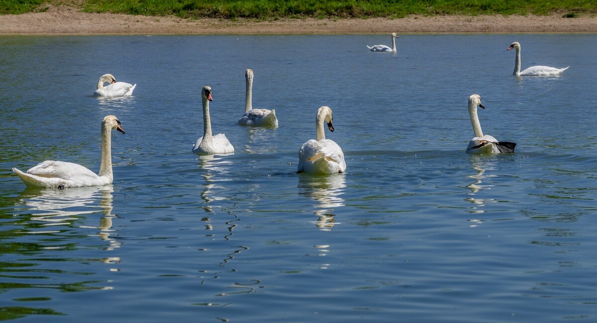 Лебеди - Игорь Сикорский Лебеди - Игорь Сикорский