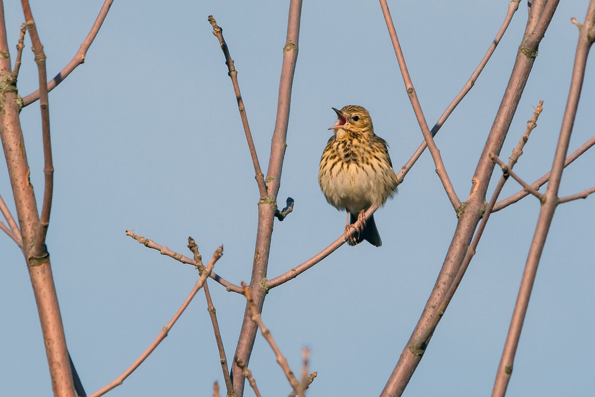 ** - Виталий Емельянов