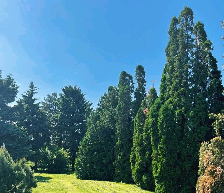 Перелески - Георгиевич 