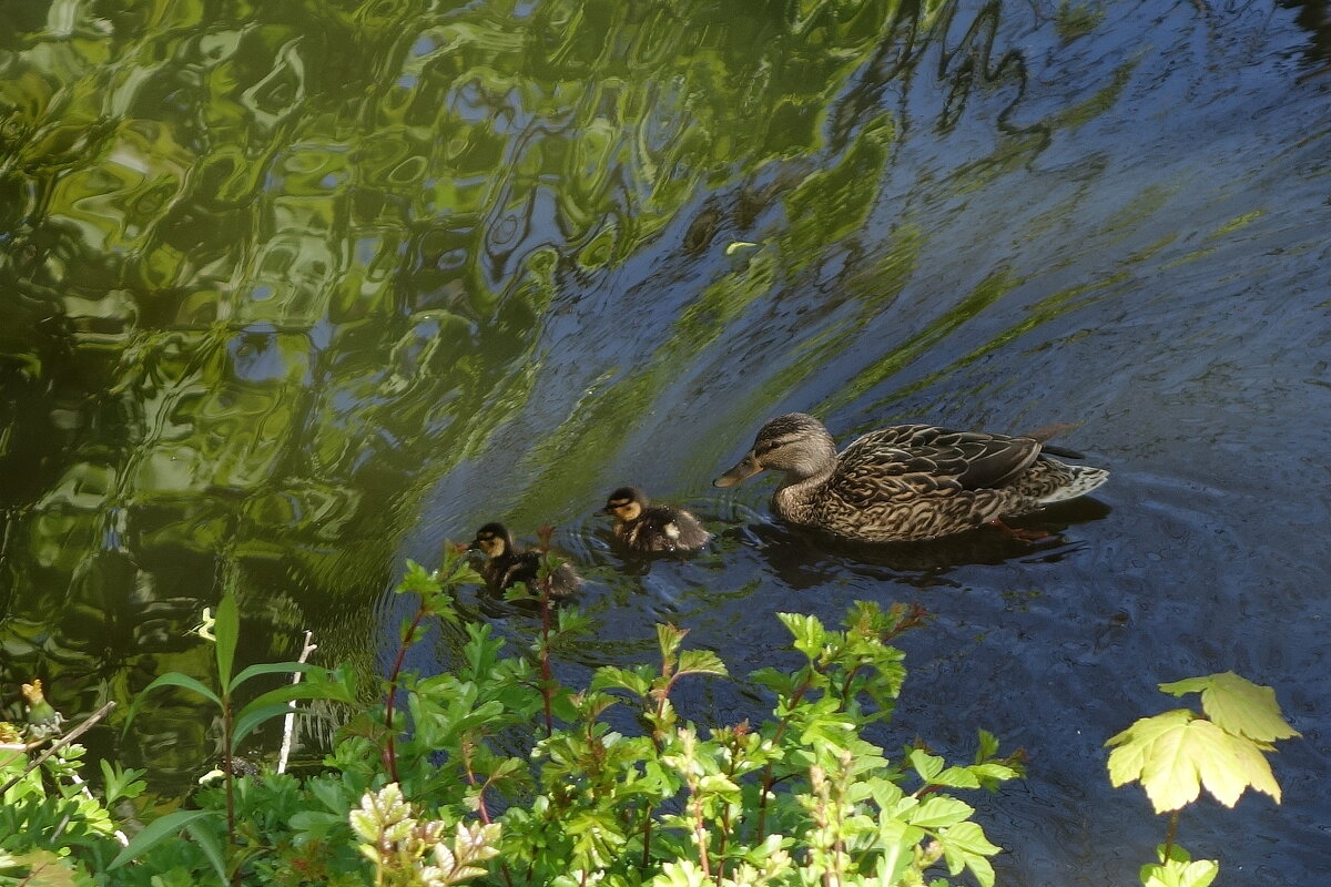 Утица с утятами - Рита Симонова Утица с утятами - Рита Симонова