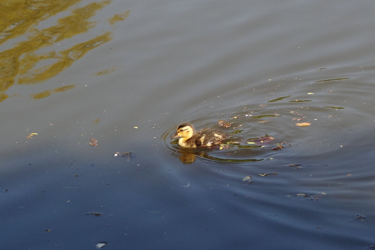 Утенок - Рита Симонова