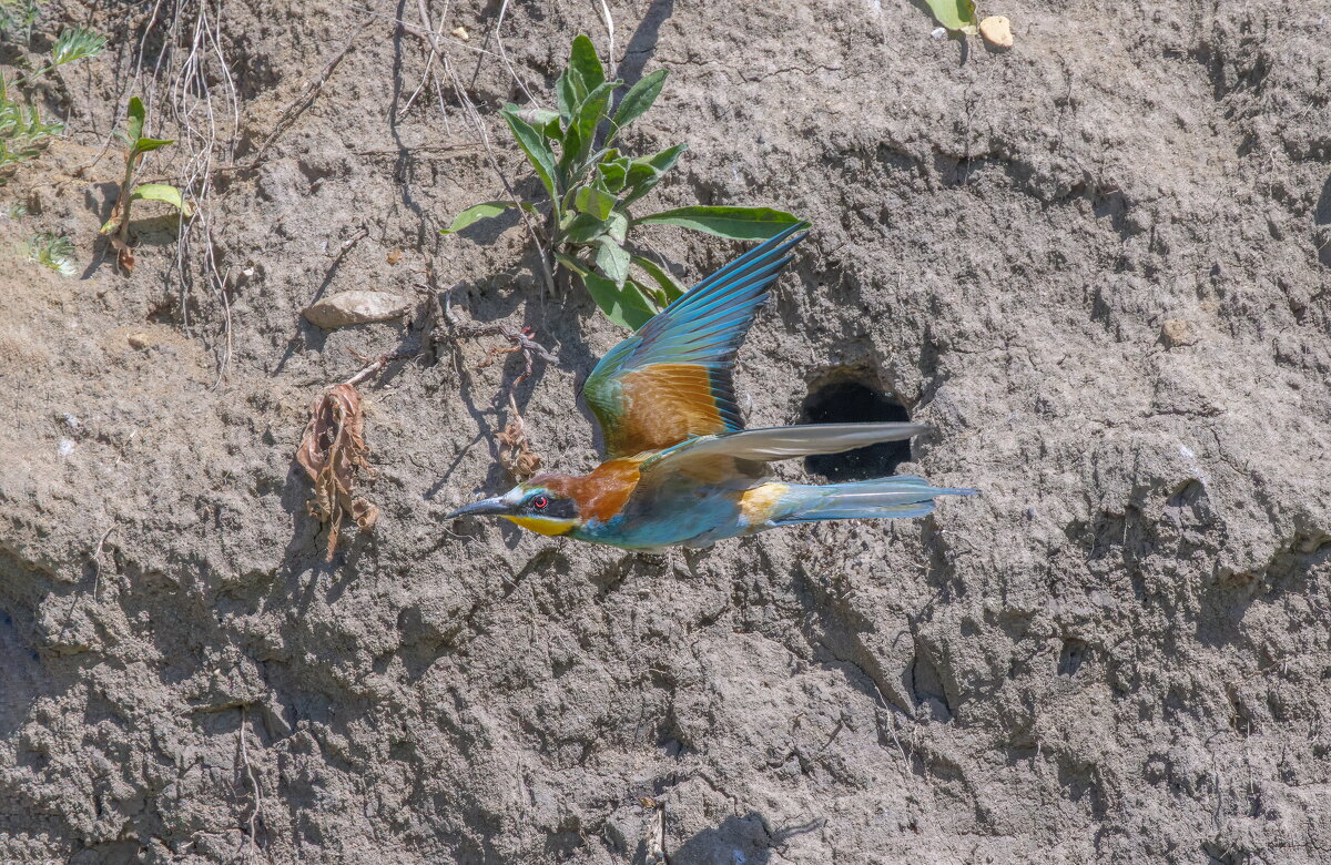 золотистые щурки - юрий макаров