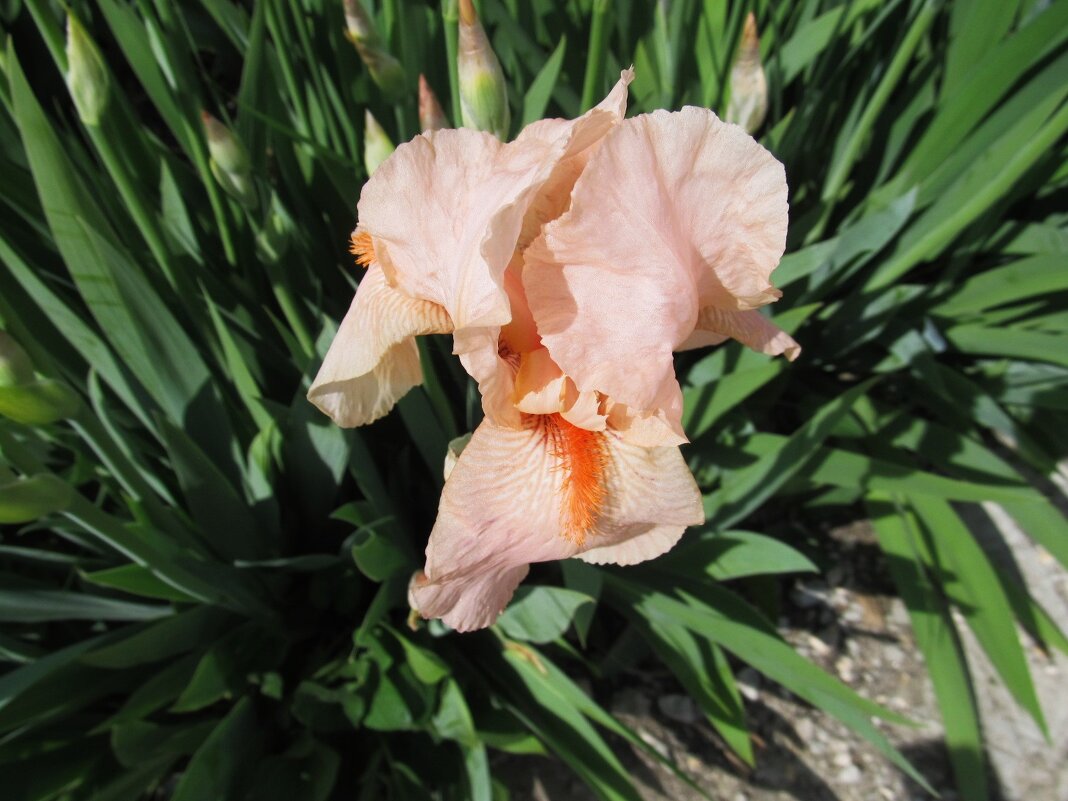 май - Елена Шаламова