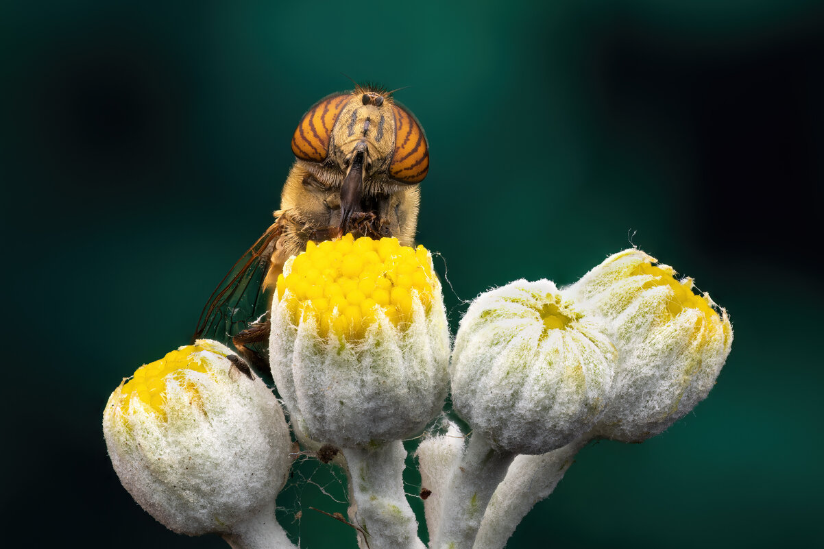 *** - Евгений Фруман