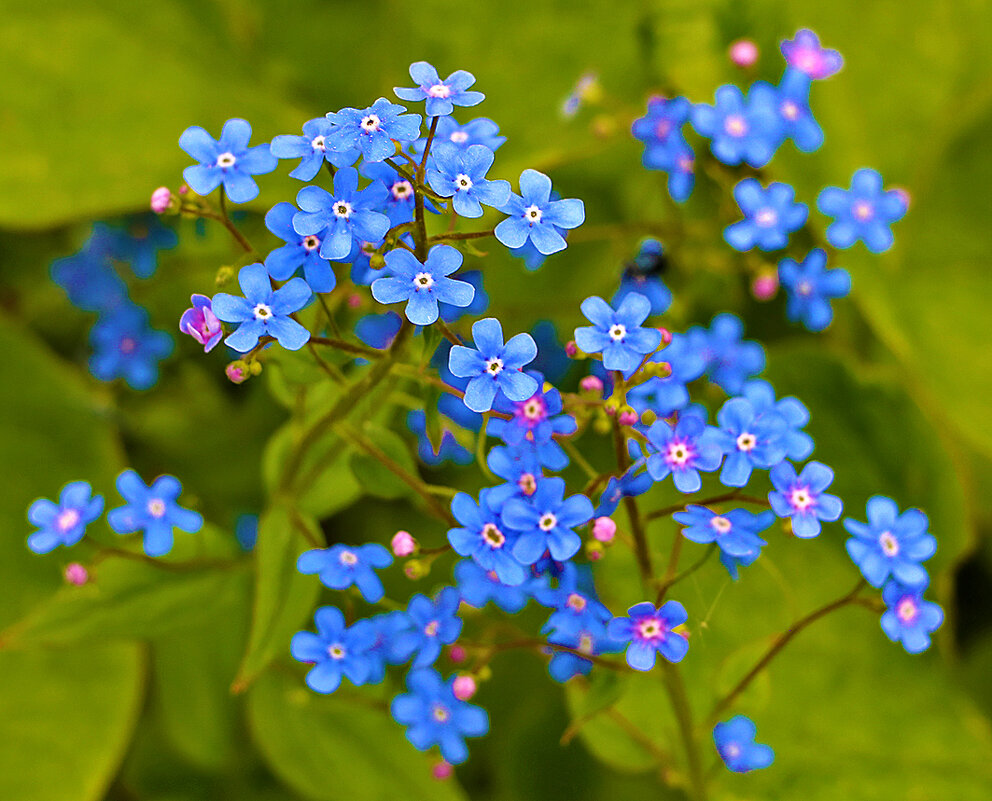 Незабудочки (Бруннера сибирская) - Светлана Незабудочки (Бруннера сибирская) - Светлана