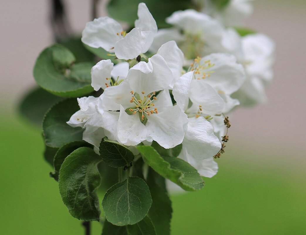 Цветение - ZNatasha -