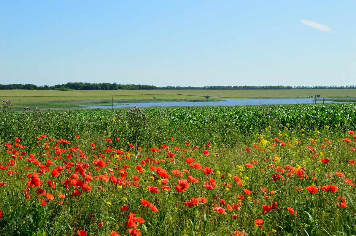 Ставропольское раздолье... - Надежда Куркина Ставропольское раздолье... - Надежда Куркина