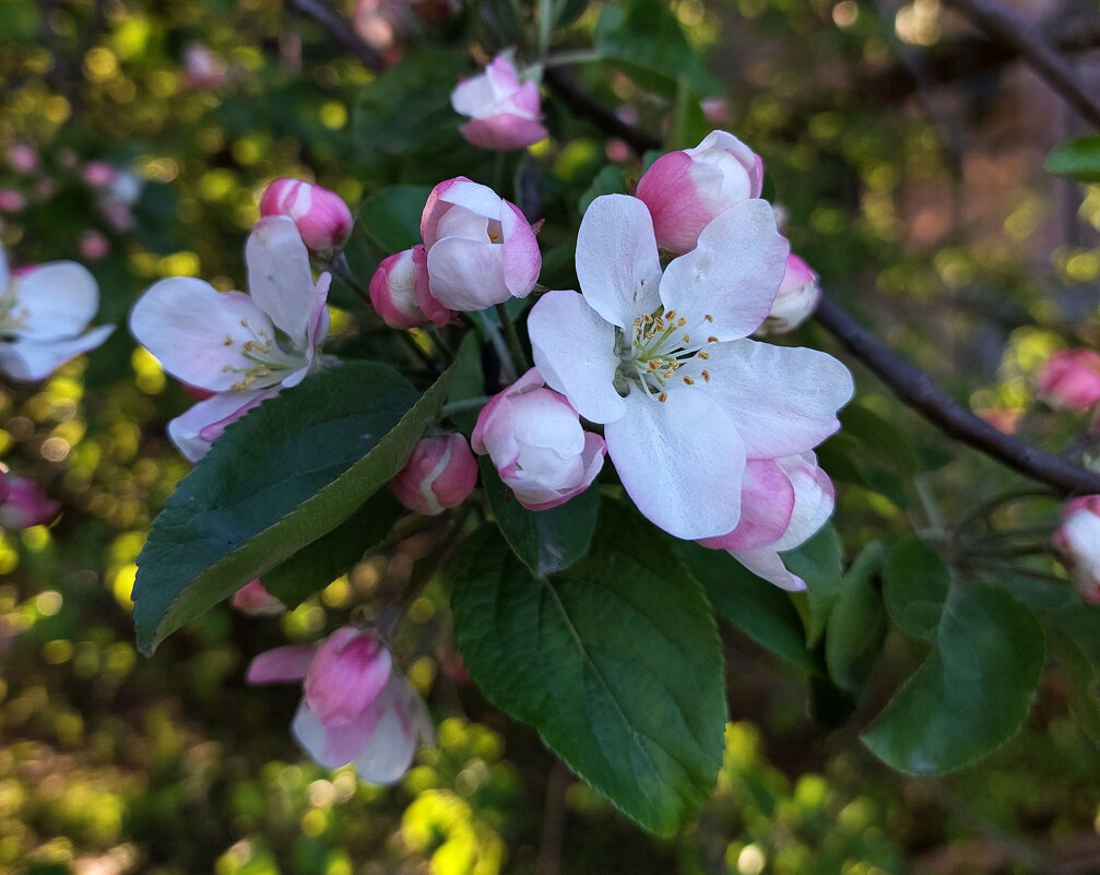 Вечерний яблоневый цвет - Ирина Румянцева Вечерний яблоневый цвет - Ирина Румянцева