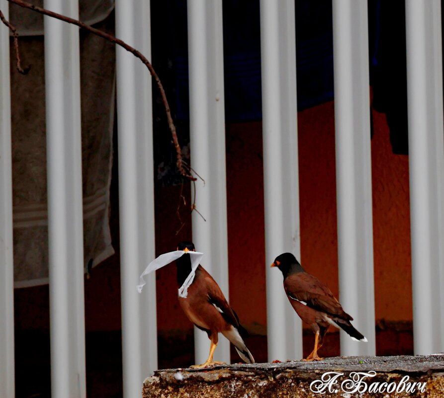 Строим гнездышко - Аркадий Басович