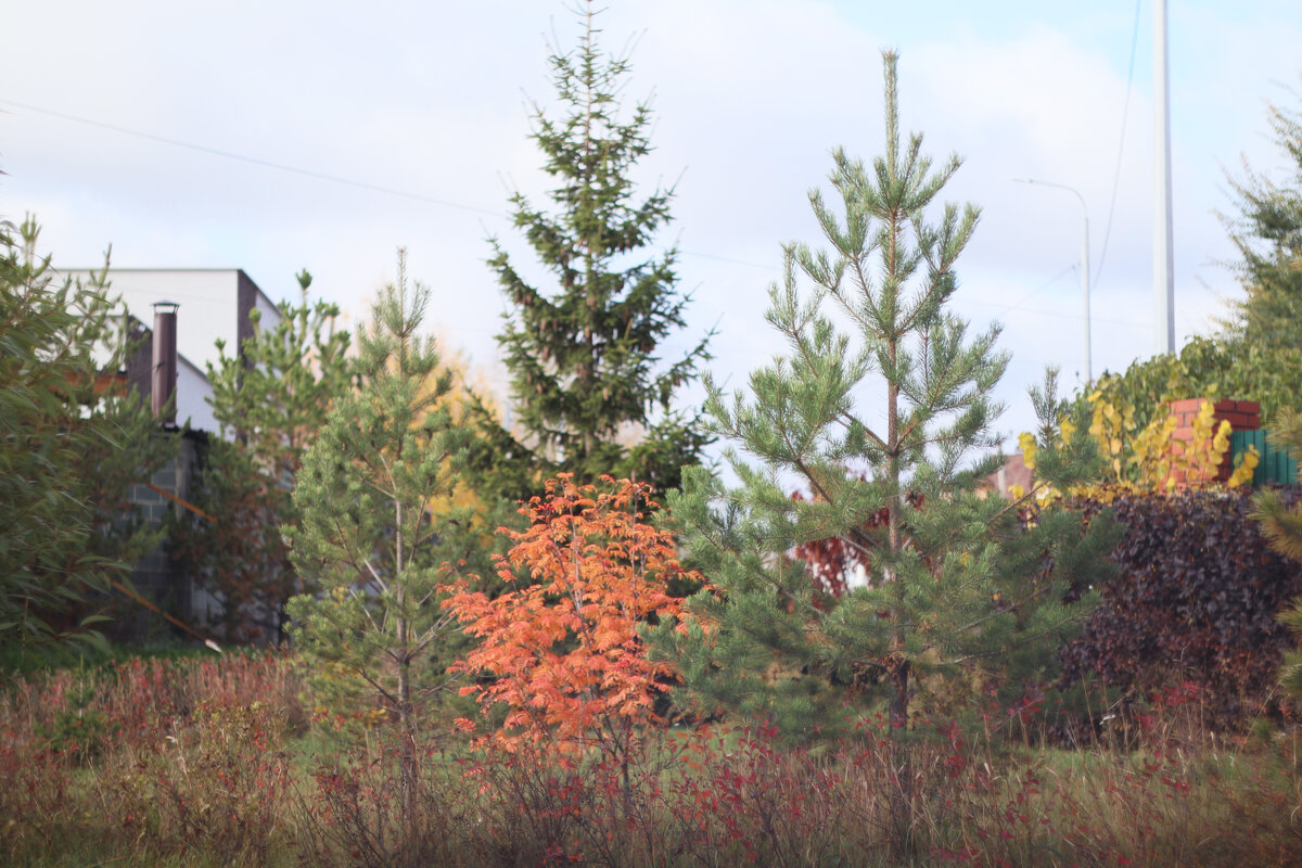 Осенью - Дмитрий Петров