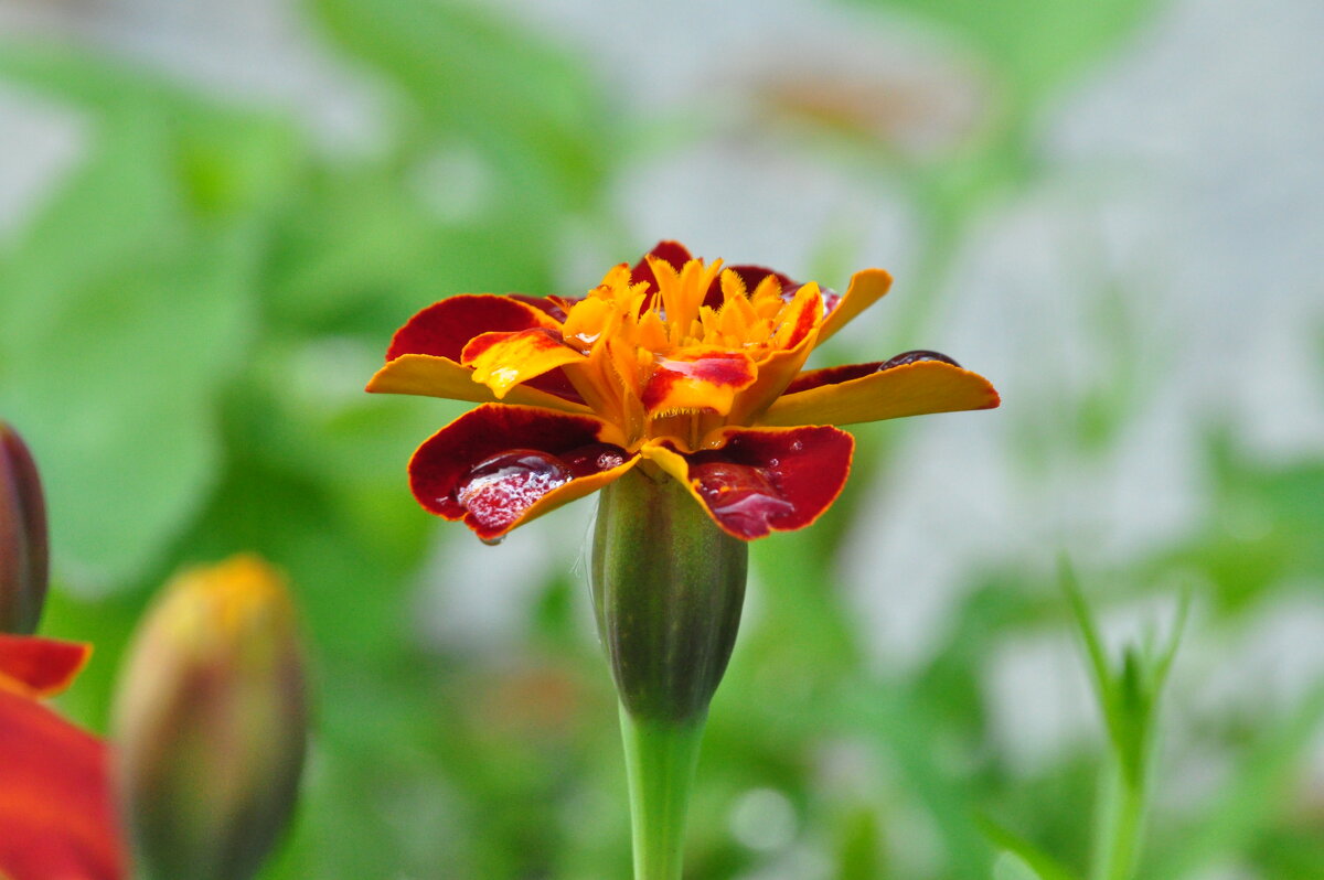 после дождя - N_WORon после дождя - N_WORon