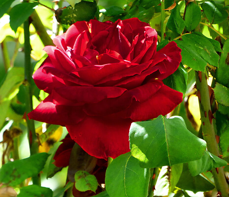 КРАСАВИЦЫ-РОЗЫ НА МОЁМ УЧАСТКЕ (3) - Елена Куприянова КРАСАВИЦЫ-РОЗЫ НА МОЁМ УЧАСТКЕ (3) - Елена Куприянова