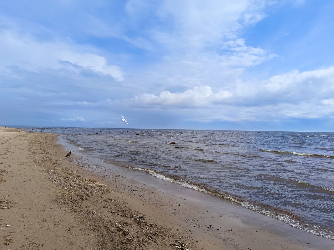 Чайка встречает... - Мария Васильева Чайка встречает... - Мария Васильева