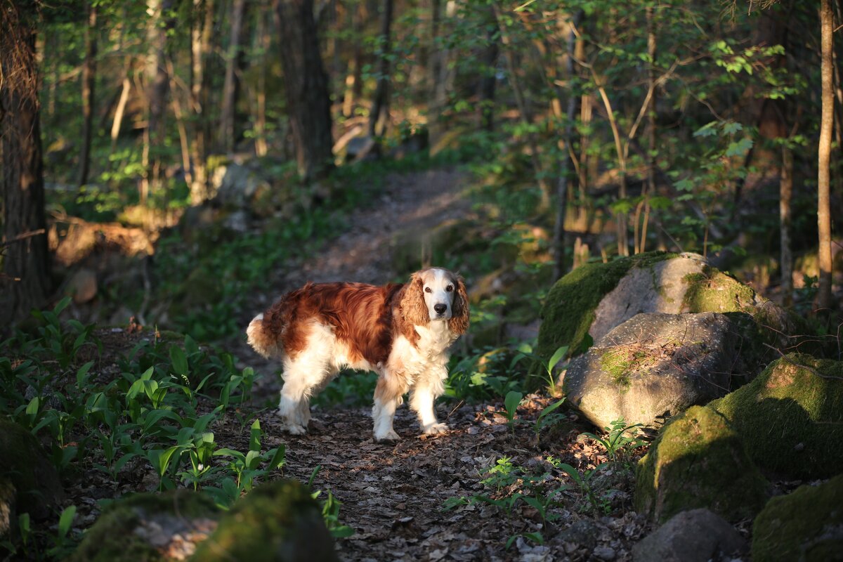 Утренний обход - liudmila drake Утренний обход - liudmila drake