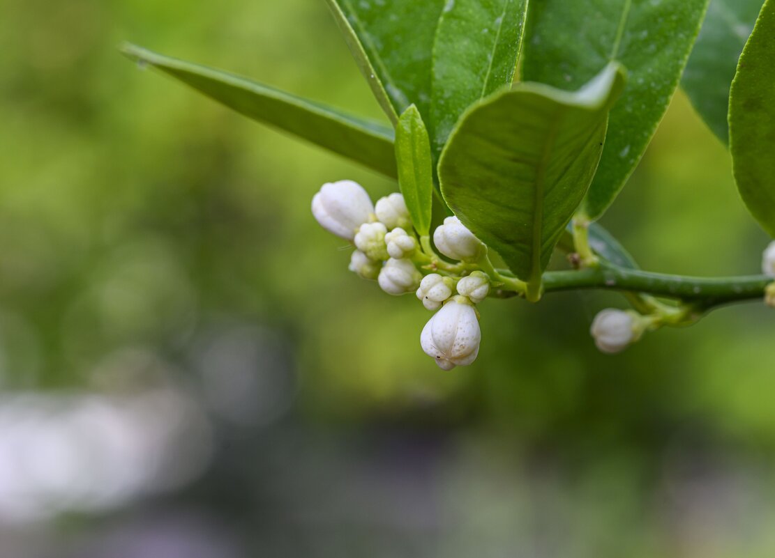 будут маленькие лимончики - Осень 