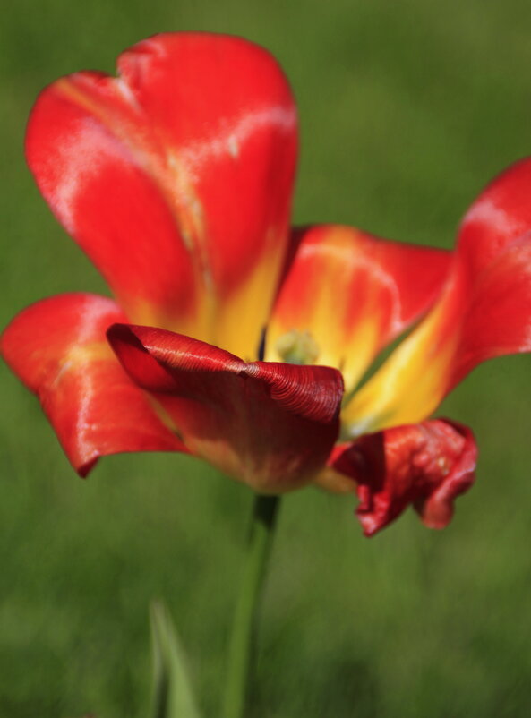 Яркий тюльпанчик .. - Татьян@ Ивановна Яркий тюльпанчик .. - Татьян@ Ивановна