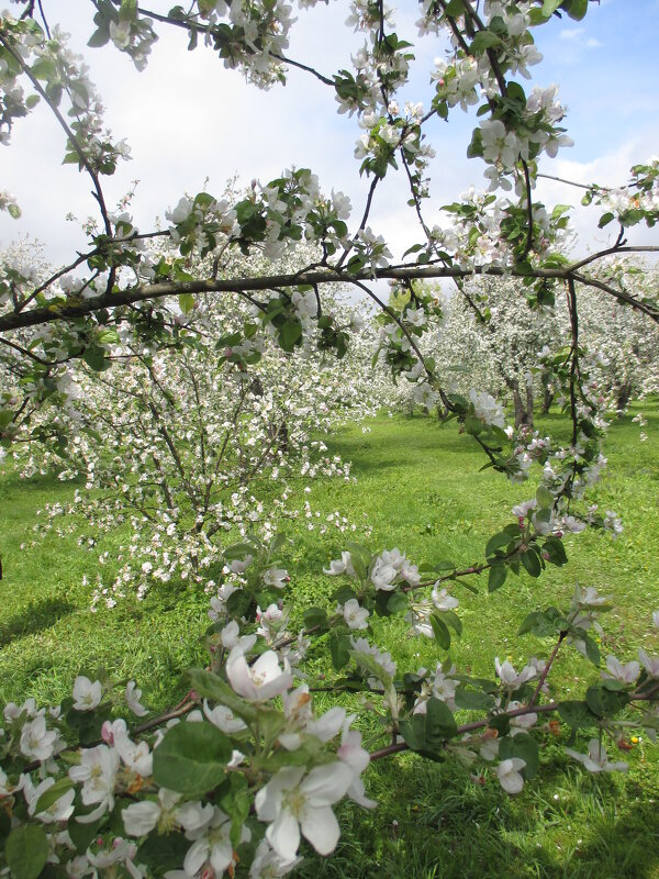 Май в Коломенском - Маера Урусова Май в Коломенском - Маера Урусова