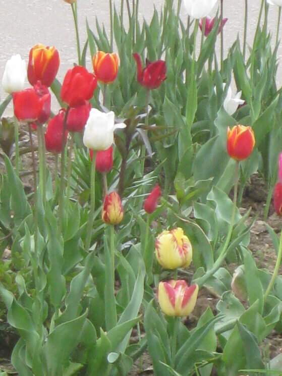 Тюльпаны - вестники весны - Дмитрий Никитин