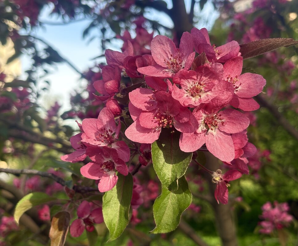 Яблони цвет... - Наталия Павлова Яблони цвет... - Наталия Павлова