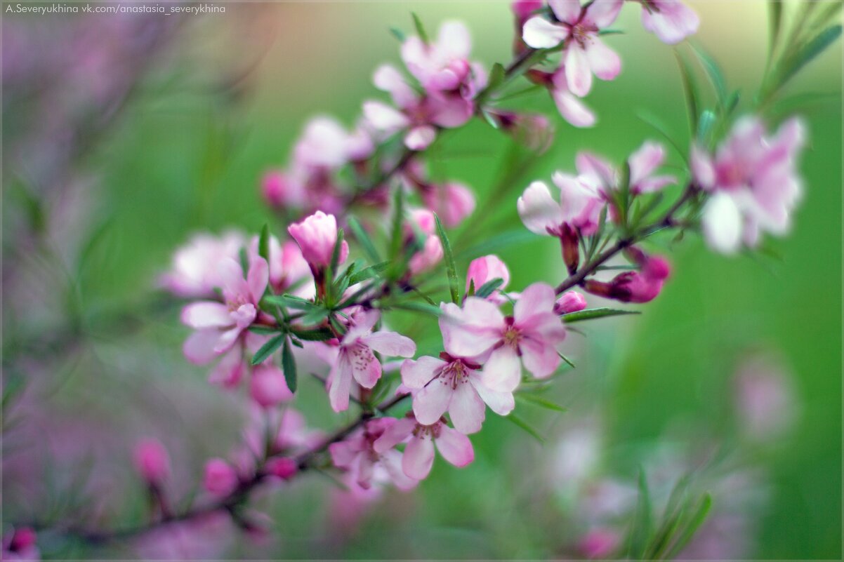 Миндаль - Анастасия Северюхина