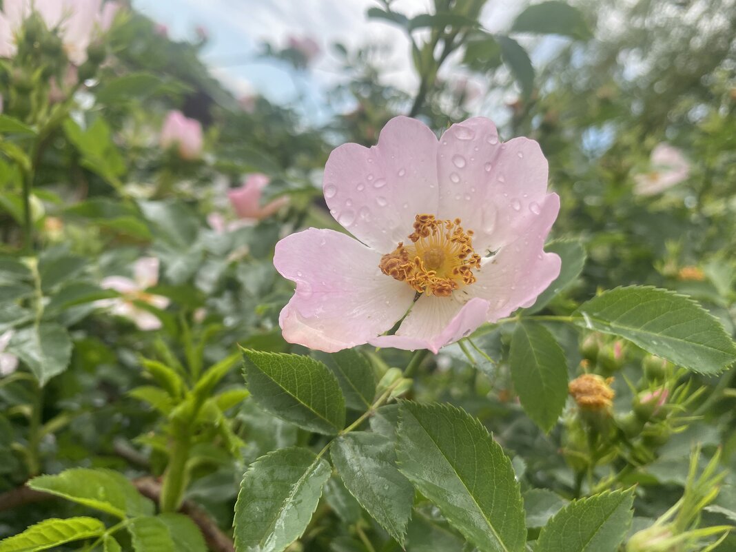 Шиповник после дождика - Alexey YakovLev Шиповник после дождика - Alexey YakovLev
