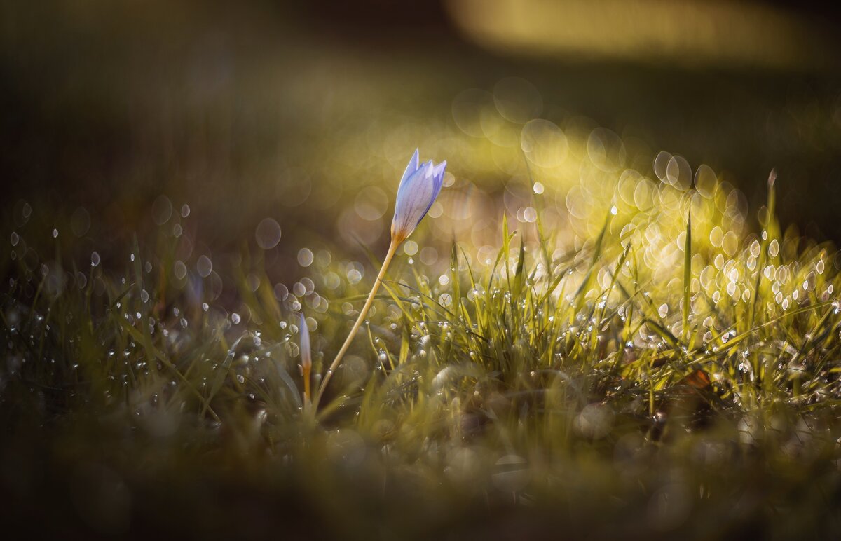 Осеннее пробуждение. - Анатолий Щербак Осеннее пробуждение. - Анатолий Щербак