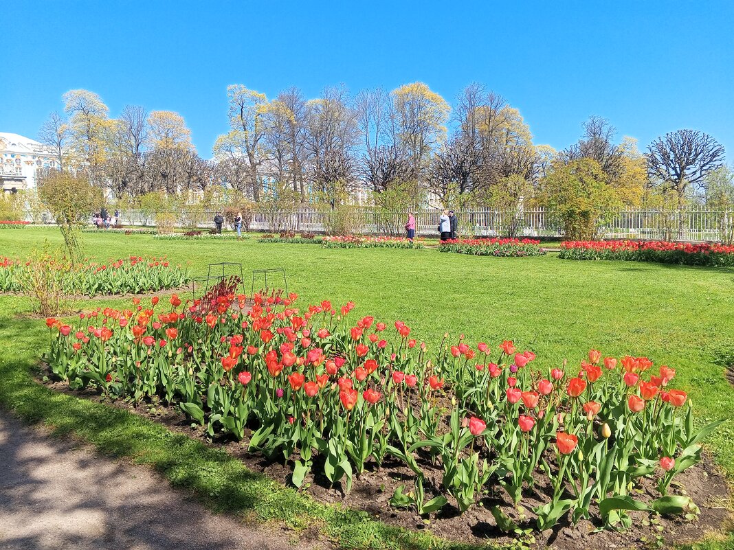 Весна - Сапсан 