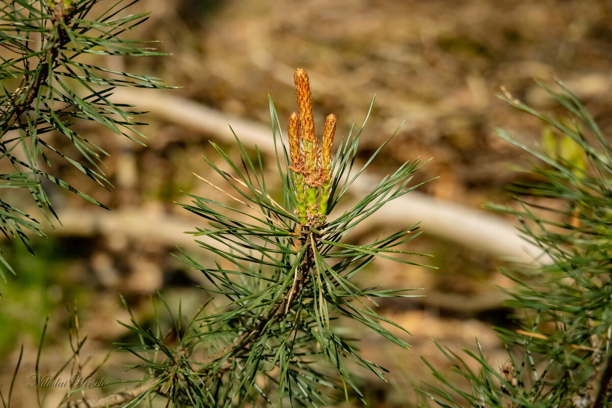 Сосновый этюд... - Николай Гирш