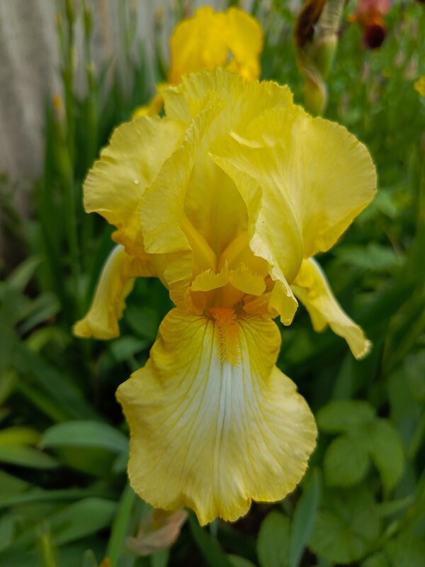 Желтый ирис - Татьяна Пальчикова Желтый ирис - Татьяна Пальчикова