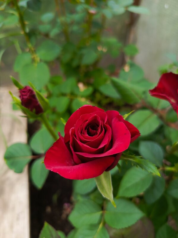 Очарование - Татьяна Пальчикова Очарование - Татьяна Пальчикова