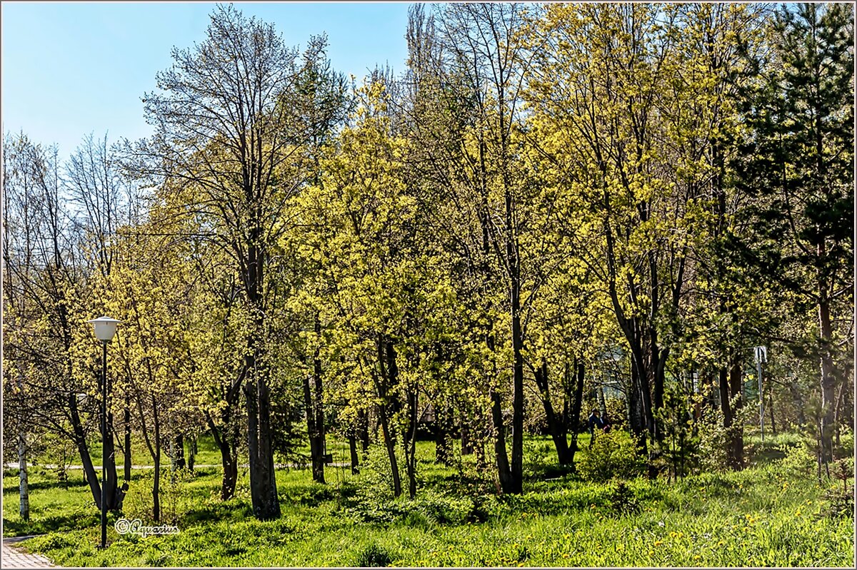 Май... - Aquarius - Сергей Май... - Aquarius - Сергей