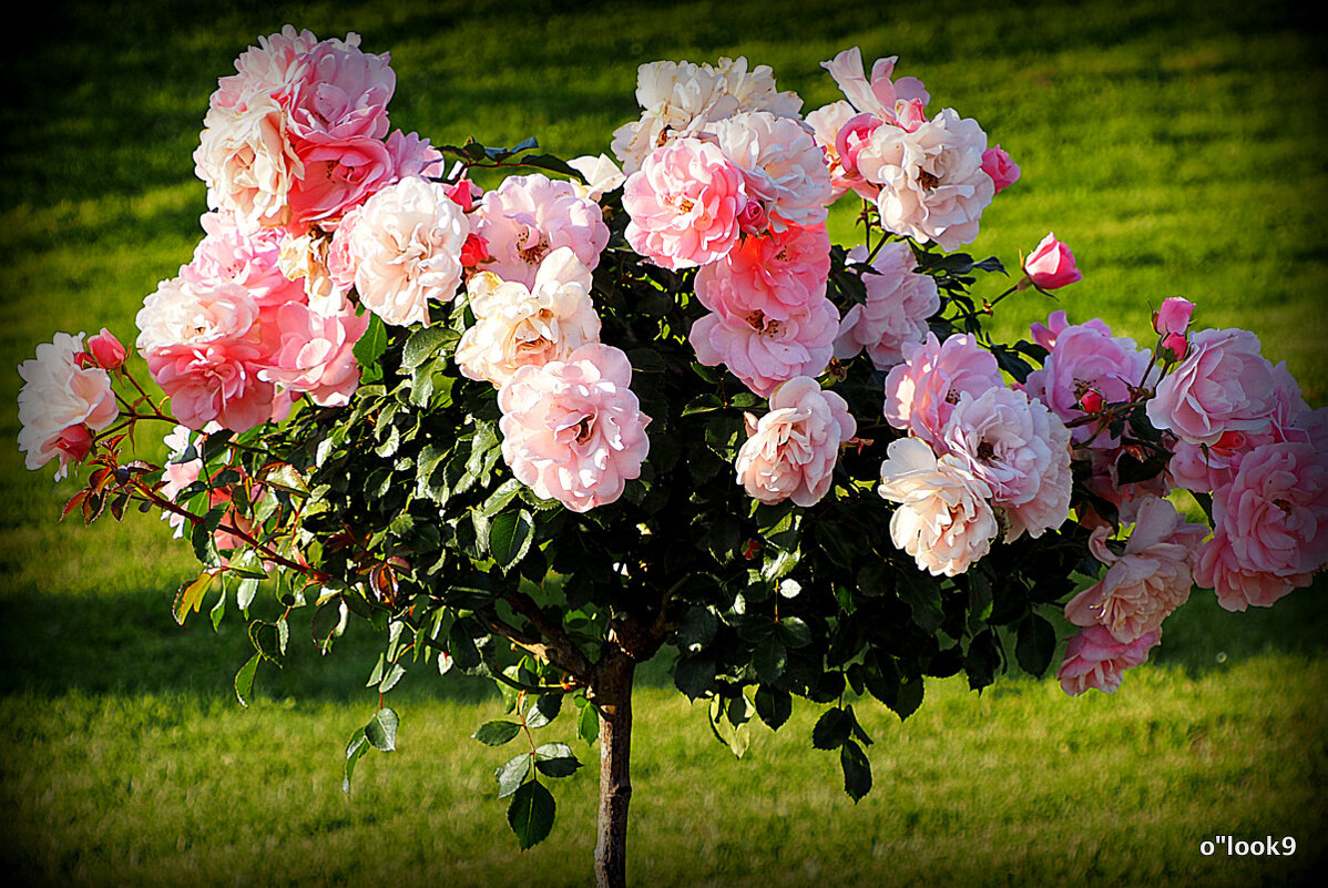 они на радость нам даны - Олег Лукьянов они на радость нам даны - Олег Лукьянов