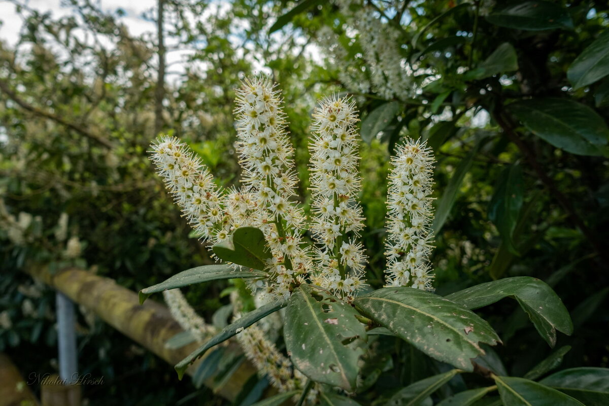 Лавровишня цветёт... - Николай Гирш