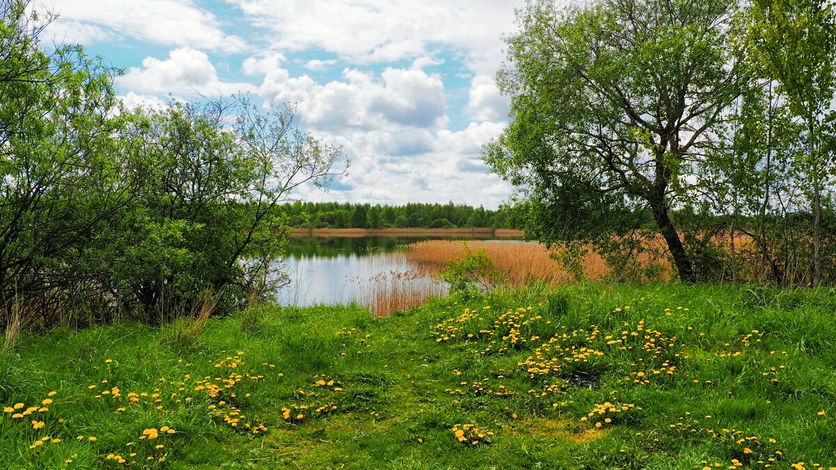Цветочный берег. - Милешкин Владимир Алексеевич 