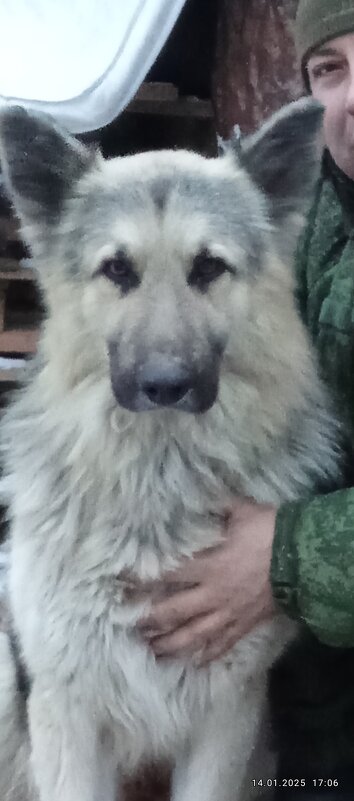 Пес - Валерий 