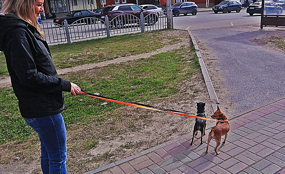 Май...Её любимые собачки! - Владимир 