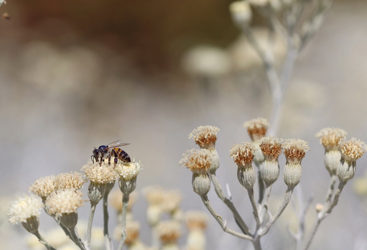 Труженицы пчёлки. - Оля Богданович Труженицы пчёлки. - Оля Богданович