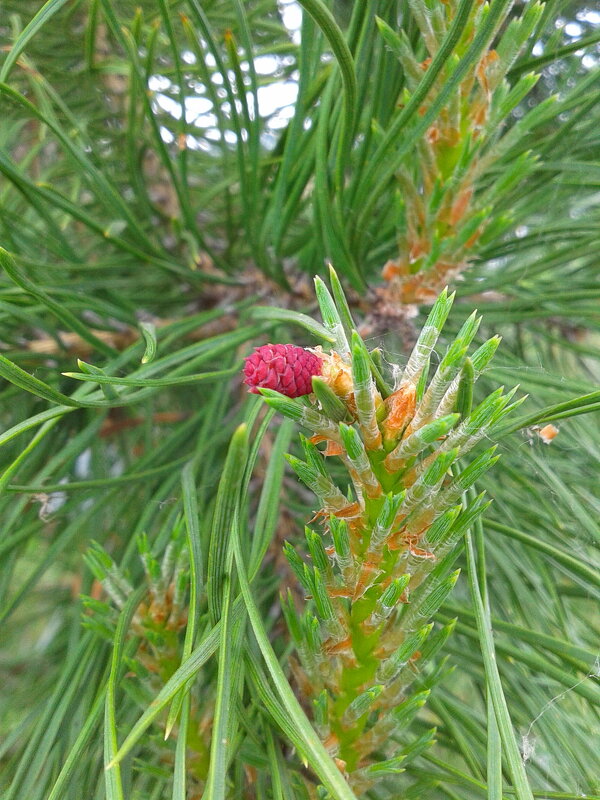 Цветение сосны. - сергей ермошкин Цветение сосны. - сергей ермошкин