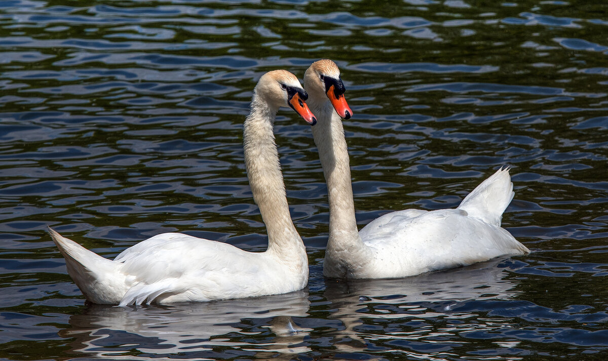 *** - Владимир Безбородов *** - Владимир Безбородов