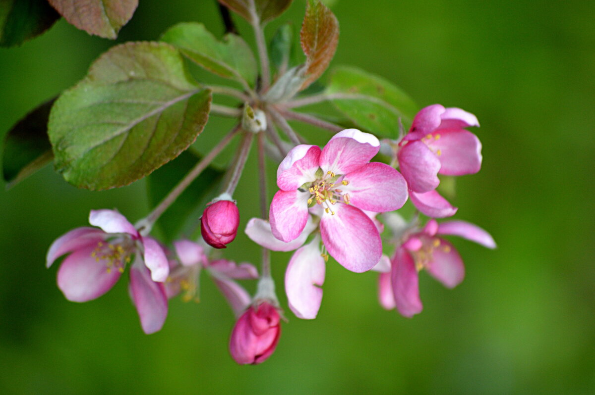Яблонька Недзвецкого - Татьяна Лютаева