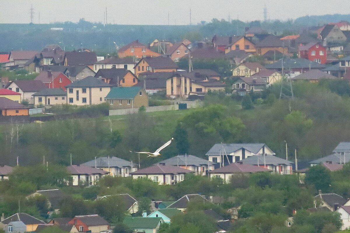 Полёт Чайки - Сеня Белгородский
