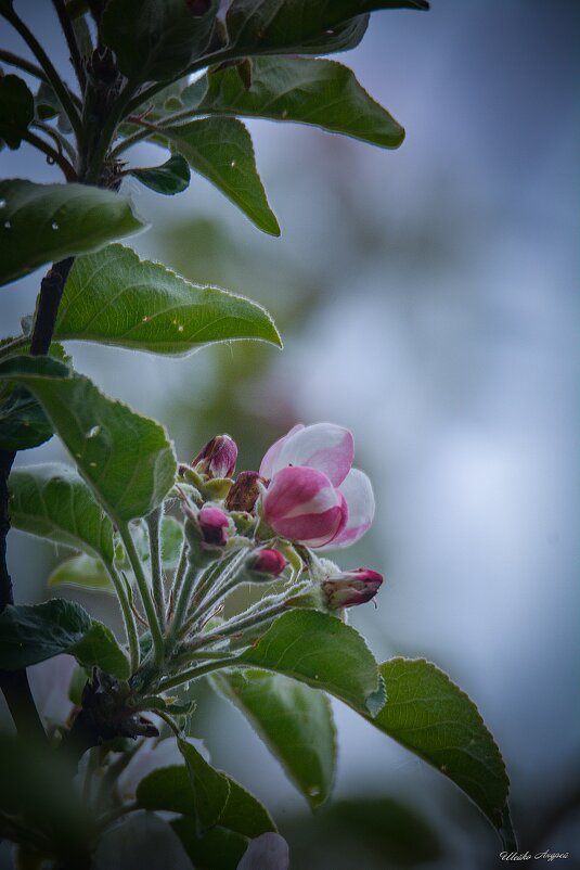 Цветение яблони - Андрей Шейко