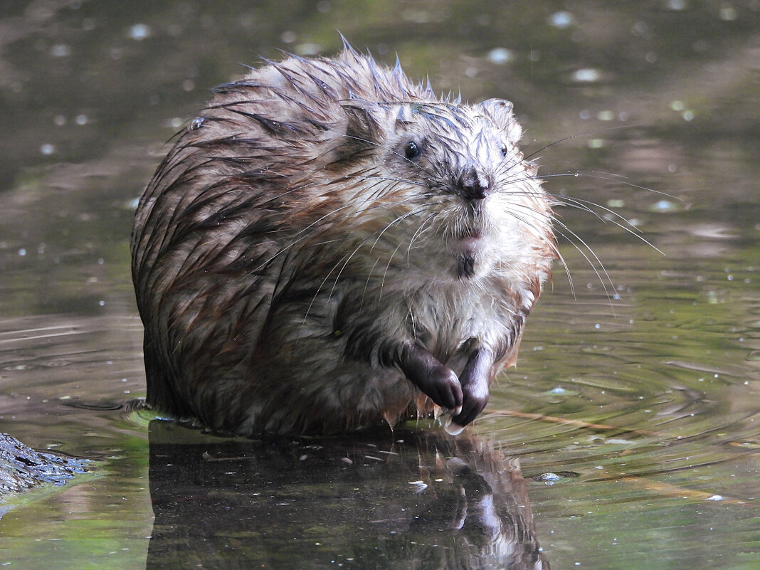 Ондатра - Лина 