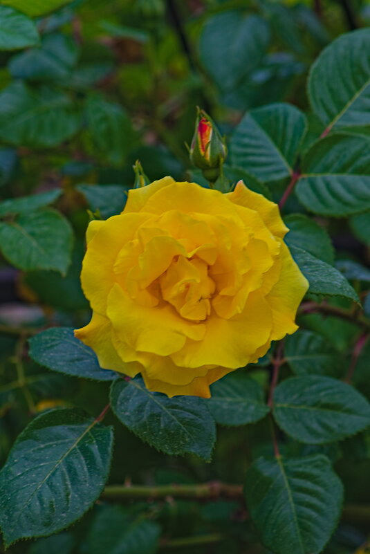 Роза - Giant Tao /