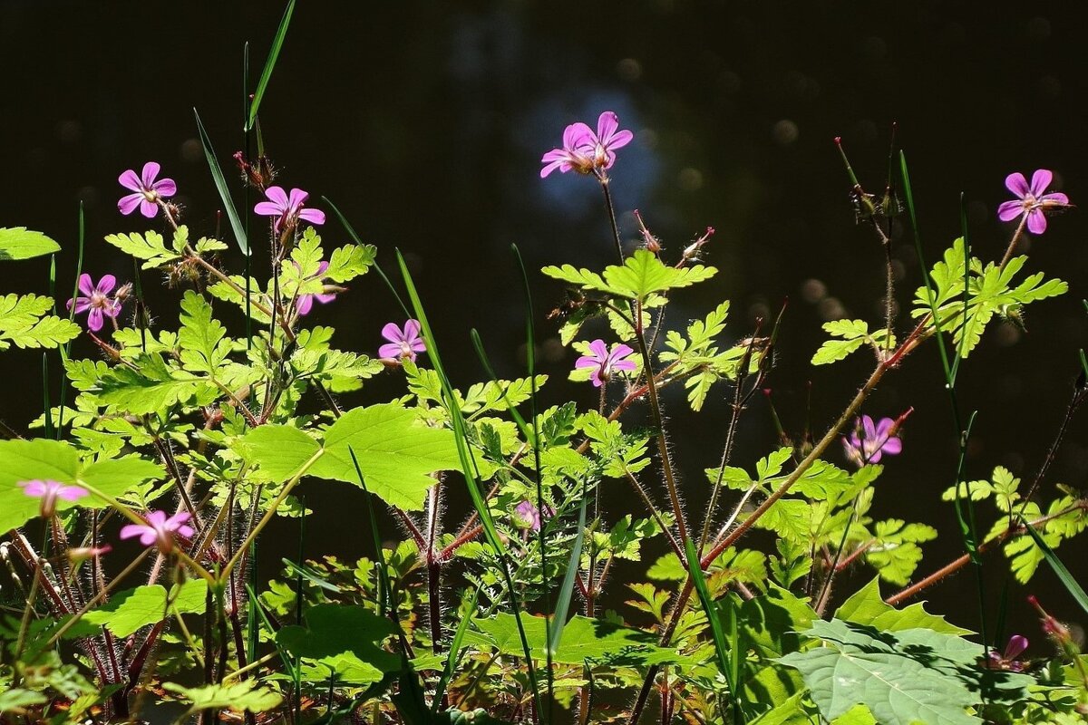 Герань Роберта - Рита Симонова
