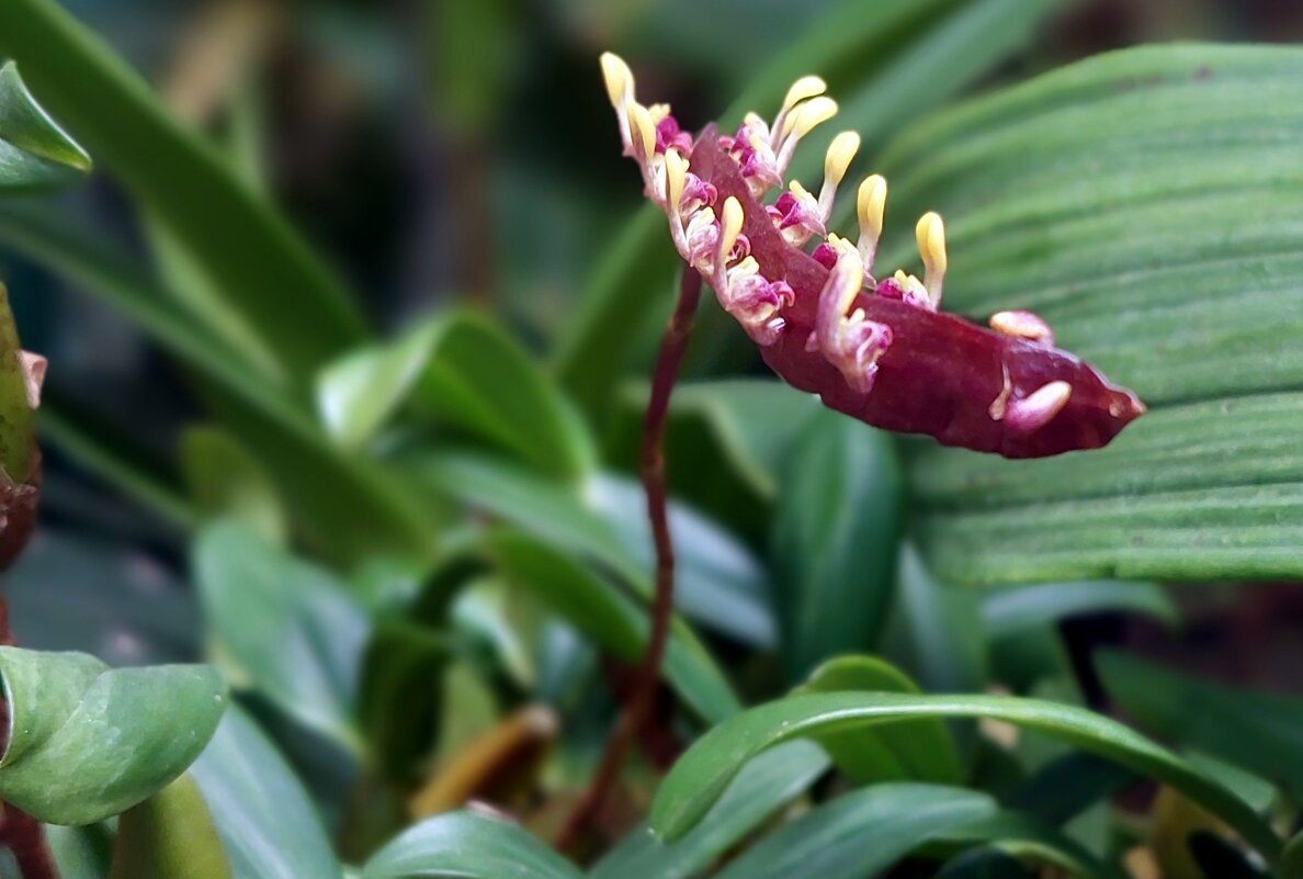 Орхидея похожая на лодку - ИРЭН@ .